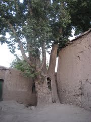 درخت کهن هرسین